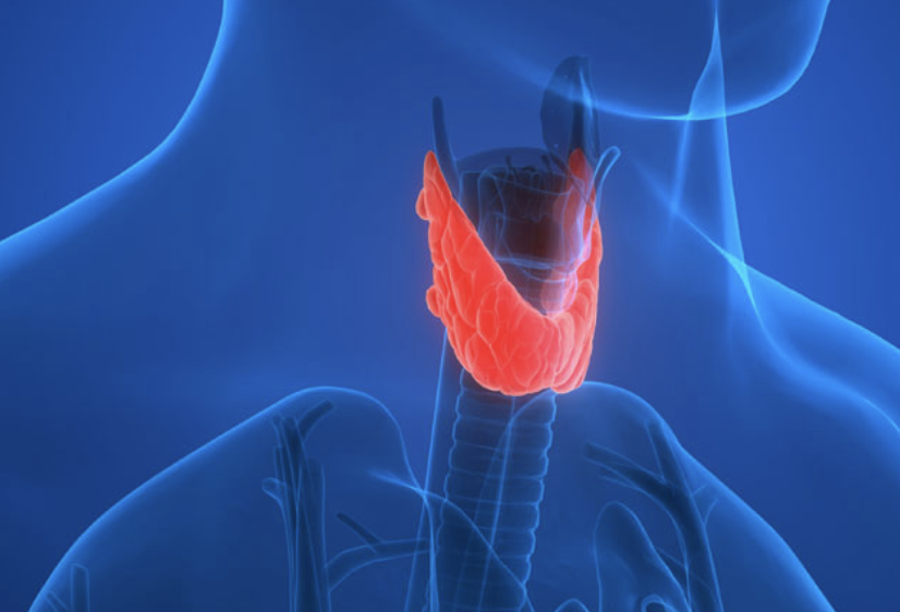 How Does Thyroid Medication Levothyroxine Work? - Heights Family Pharmacy